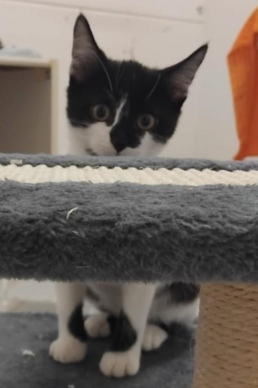 Pepper simpatica canaglia! Foto 2